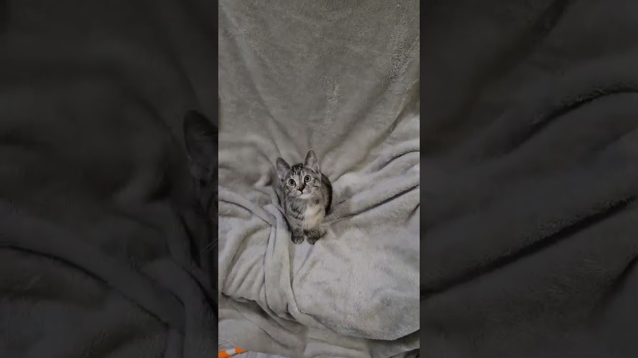 Enlarge Paprika - SEE ME AT PETCO!, a Adoptable mixed breed in Cookeville, TN video 4/4