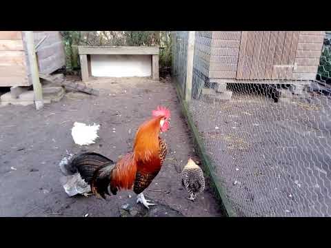 Auf dem Bauernhof kräht der Hahn