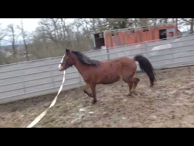 Ruin Bekend ras Te koop 2022 Donker bruin / bai ,  FURY D'ARQUETAN