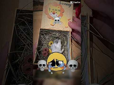 #viral #1mio #trend#edit#capcut #😭#💀#Rip#Hamster