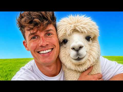 Ich mache eine Alpaka Tour