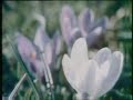 Classic Sesame Street Song There Are Flowers