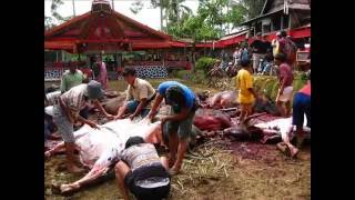 preview picture of video 'Indonésie  Indonesia Toraja Sulawesi rite funéraire funeral rite'