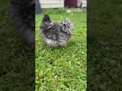 Have you ever seen a Frizzle? #homestead #chickens #petchickens #frizzle