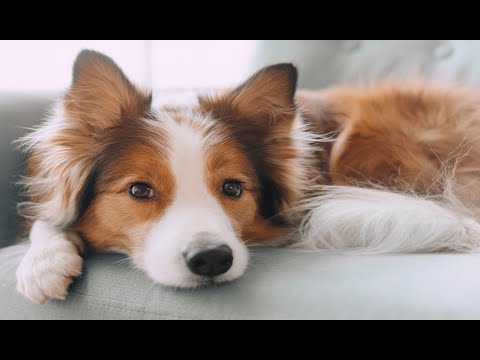 Pet Med TV - Seizures & Epilepsy