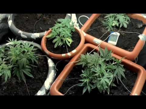 Lemon Haze   Pakistan valley   NarKush   Sour Diesel   L S D  29 day