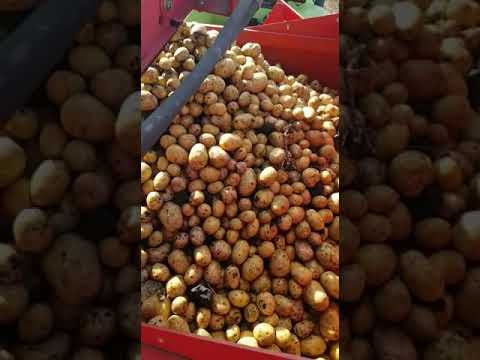 Картофель 2019