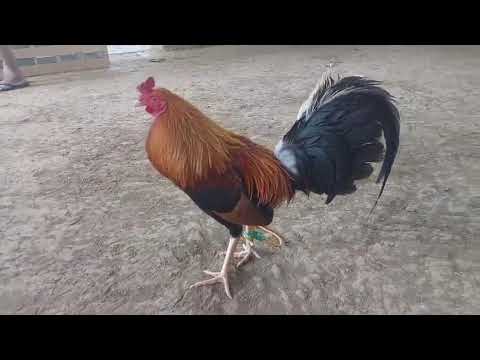 Authentic Pure Possum Sweater 226 broodstag, acquired from sir Nene Abello