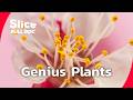 Discovering the Hidden Intelligence of Plants | FULL DOCUMENTARY DEFAULT Thumbnail