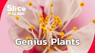 Discovering the Hidden Intelligence of Plants | FULL DOCUMENTARY