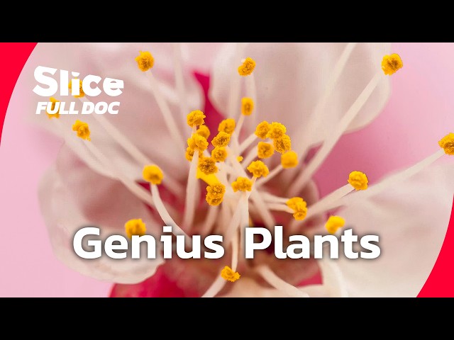 Discovering the Hidden Intelligence of Plants | FULL DOCUMENTARY SDDEFAULT Thumbnail