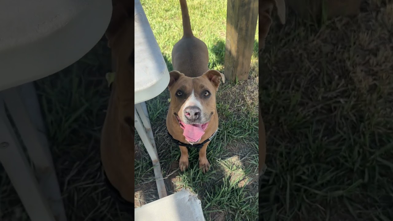 Enlarge PUDDIN, a Adoptable American Staffordshire Terrier in Pagosa Springs, CO video 6/6