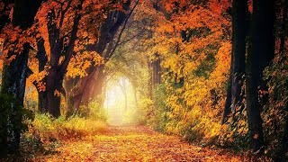 Download lagu Gerald Finzi - The Fall of the Leaf - Elegy for Orchestra. mp3