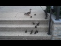 Ducklings Vs Stairs I Get Knocked Down