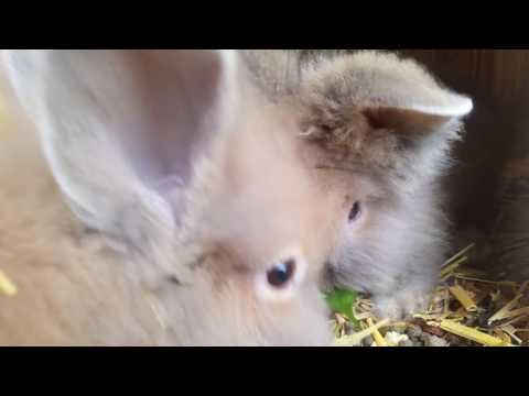 download lagu mp3 mp4 Giant Peter Rabbit Teddy, download lagu Giant Peter Rabbit Teddy gratis, unduh video klip Giant Peter Rabbit Teddy