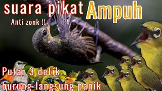 Download lagu SUARA PIKAT PEMANGGIL BURUNG KECIL LIAR HUTAN PALING AMPUH 2026 mp3