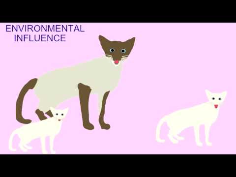 INHERITANCE: ENVIRONMENTAL EFFECTS IN SIAMESE CATS