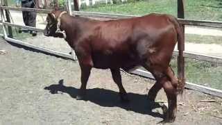 preview picture of video 'Novillonas Beefmaster La Libertad, Chipas'