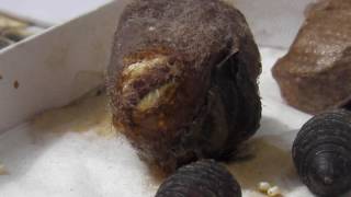 Luna Moth Hatching from Cocoon