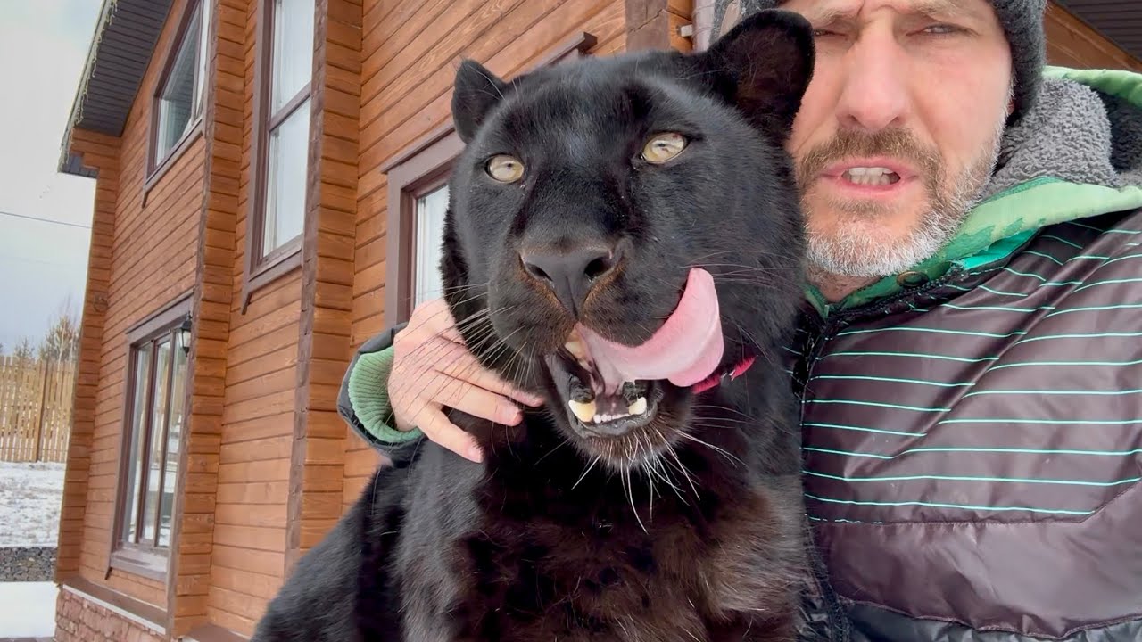 Morning walk around the grounds with Luna the panther 😺(ENG SUB)