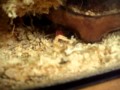 Meine Ratten Gerbils