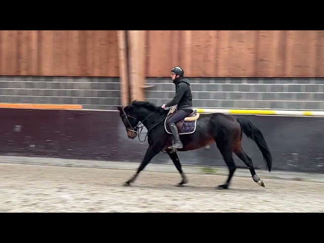 Jolie jument kwpn 11 ans +- 1m68