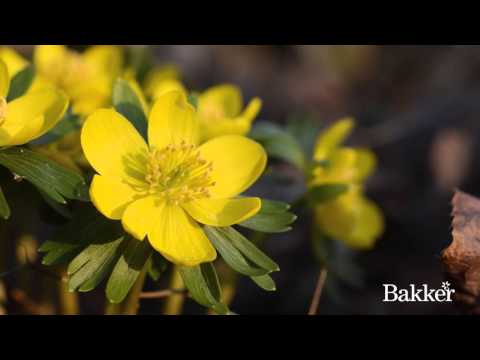 Zeitraffer Video - Winterling