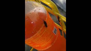 Lovebugs and Live Wire