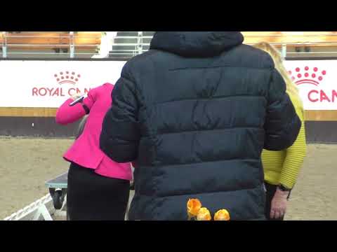 24.02.2018 International Dog Show in MInsk (Belarus), shih-tzu ring