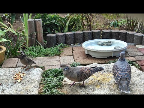 ムクドリを怖がらせて騒音よけの餌箱から遠ざけるもの