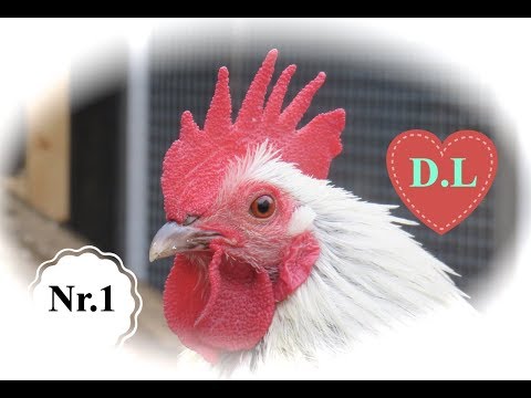 Hühnerhaltung für Anfänger Nr.1.Warum haben Hühner einen Hühnerkamm?