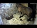 HORSE FART COMPILATION 2023