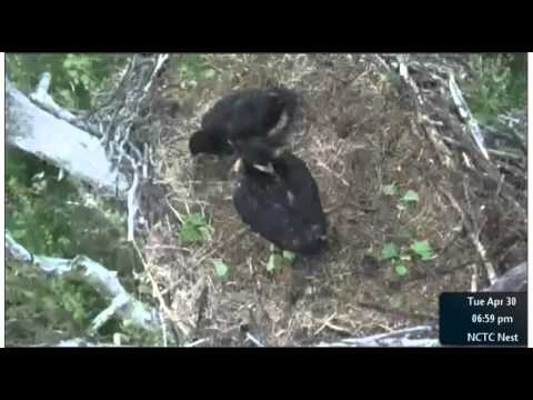 April 30 2013 - NCTC Eagles - 656 pm - Wingaroos; Fish Delivery and a Meal too