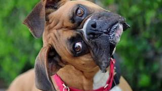 Sound That Makes Dog Tilt Head Left &amp; Right (GUARANTEED )