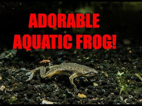 download lagu mp3 mp4 Clown Frog For Sale, download lagu Clown Frog For Sale gratis, unduh video klip Clown Frog For Sale