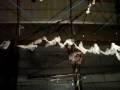 Genine S Cutaway Catch Flying Trapeze