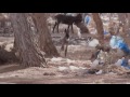 THOSE WHO JUMP | Trailer
