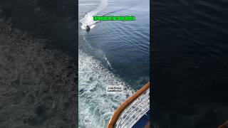 Throwback Thursday | Stunning Alaska Scenery from the Stern of Crown Princess 🚢 #travel #cruise