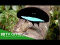 20 Most Gorgeous Birds Of Paradise On Our Planet Wildlife Documentary BBTV Official
