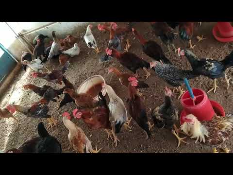 Thirumurugan country chikkan farm all in all