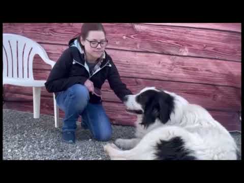 Abbott, an adopted Great Pyrenees & Anatolian Shepherd Mix in Monroe, WA_image-1