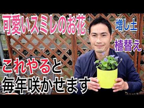 園芸 親スミレ、白スミレ、アゲハスミレ