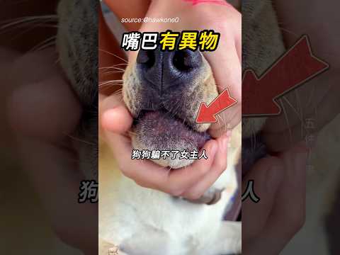 還是得靠主人出馬🐶