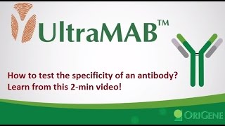 UltraMAB Antibody: How to Test Antibody Specificity