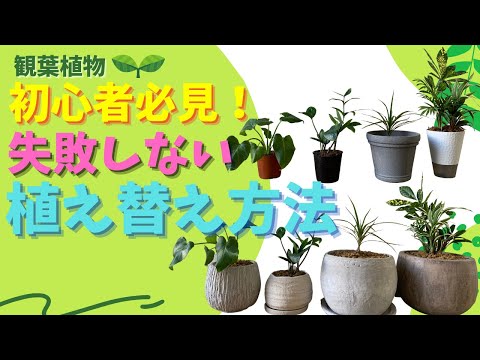 , title : '初心者必見！失敗しない植え替え方法【観葉植物植え替え】'