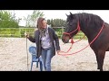 Ohne Sattel Auf S Pferd