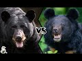 American Black Bear VS Asian Black Bear Who Would Win A Fight