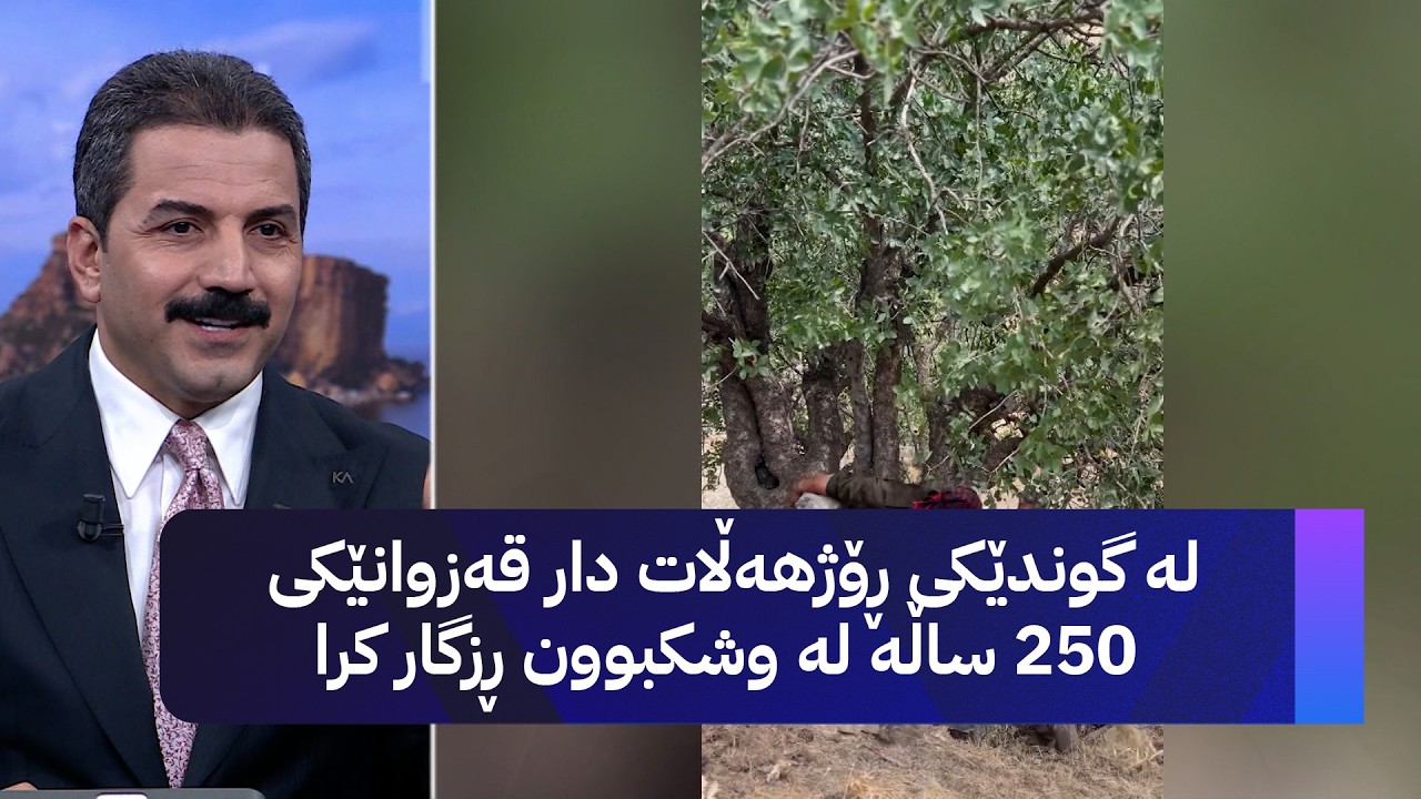 ڤیدیۆ | لە گوندێکی ڕۆژهەڵات دار قەزوانێکی 250 ساڵە لە وشکبوون ڕزگار کرا
