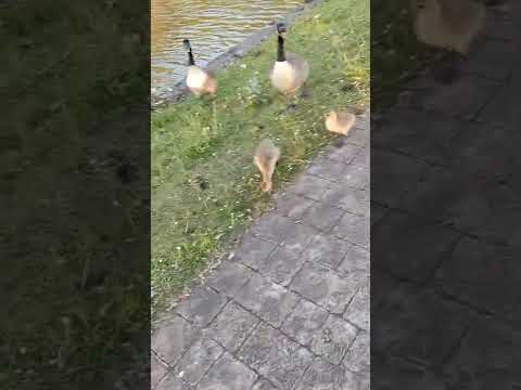 Canada Goose attack (very frightening)