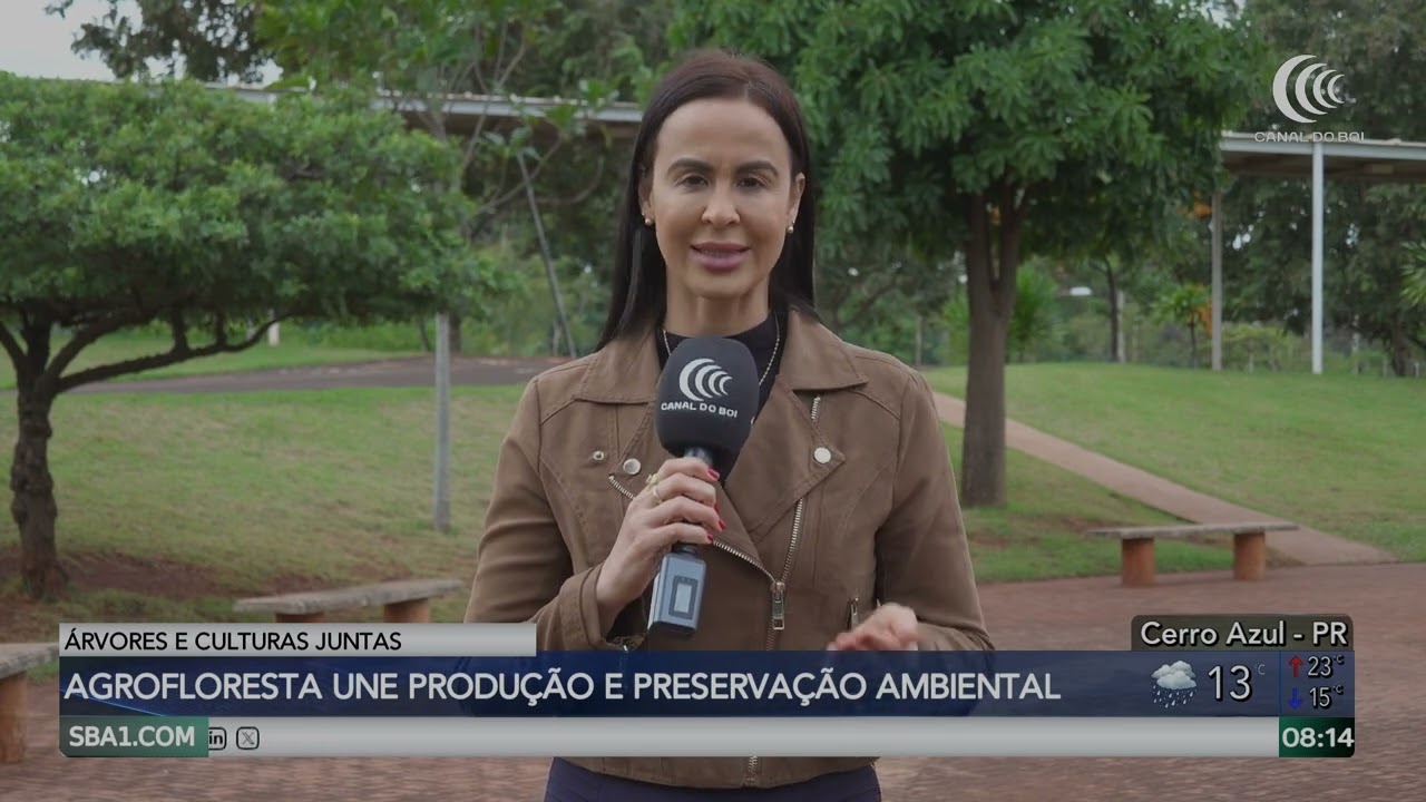 Sistema agrofloresta gera renda ao produtor que investe com estratégia